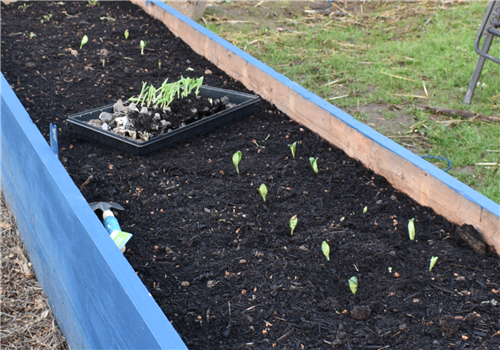 Transplant Corn Squash Lettuce 